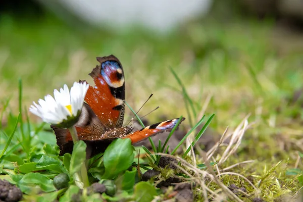 Peacock pillangó ül egy virágon — Stock Fotó