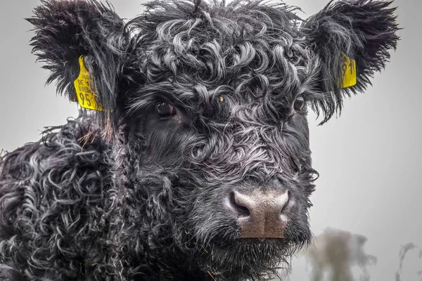 Egy kis Galloway tehén — Stock Fotó