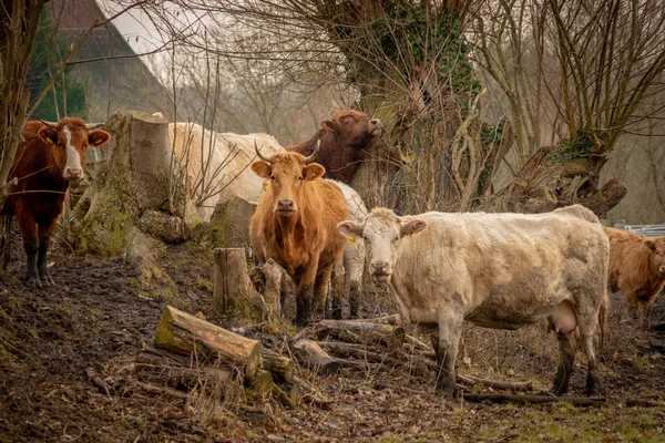 Uma manada de vacas marrons olhando para a câmera — Fotografia de Stock