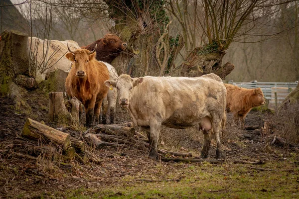 カメラに探している茶色の牛の群れ — ストック写真