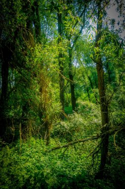 el değmemiş doğası ışığında