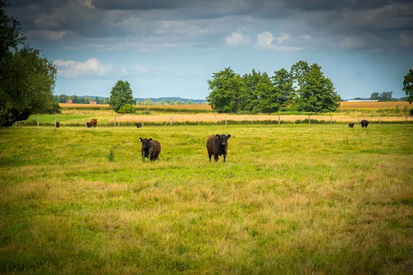 Galloway sığır bir çiftlikte