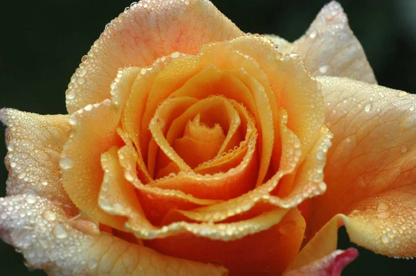 An orange rose in the morning dew — Stock Photo, Image