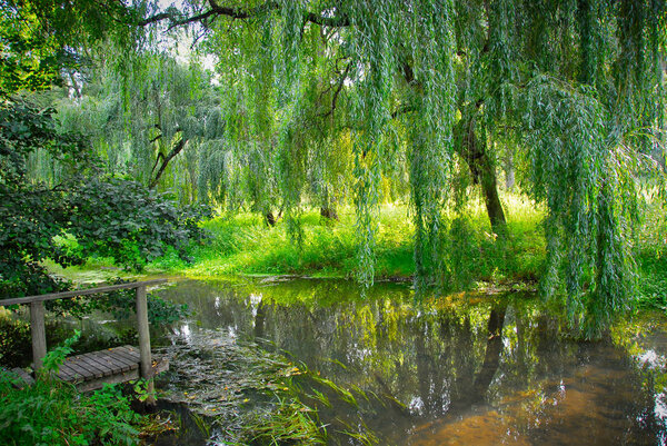 dilapidated bridge in green wilderness