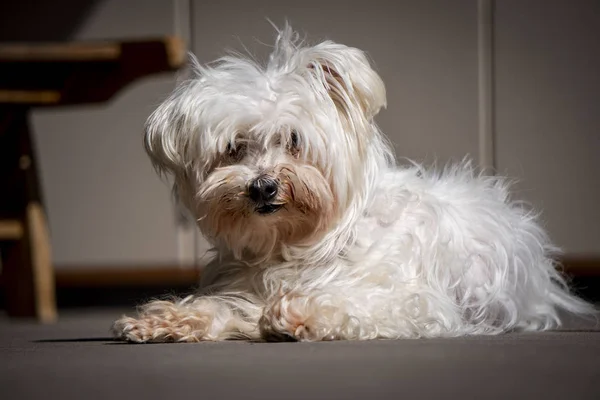 Un petit chien maltais blanc — Photo