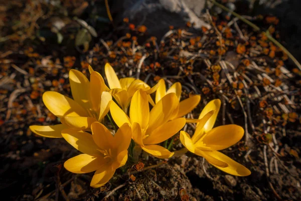 Crocos amarelos na primavera — Fotografia de Stock