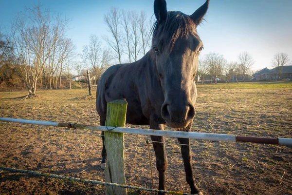 Svarta hästar stå på en äng och titta in i kameran — Stockfoto