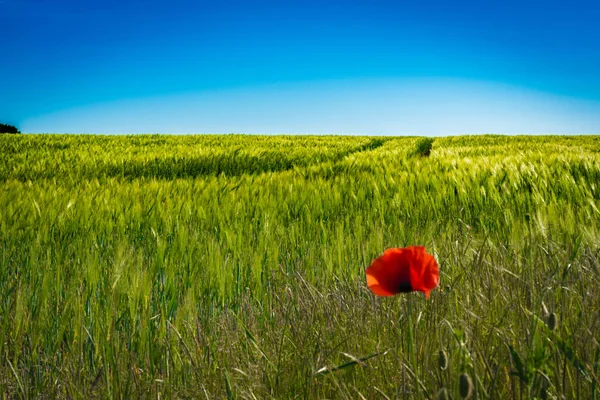 Amapolas rojas en un maizal al sol —  Fotos de Stock