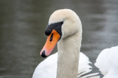 bir gölde yüzmeye beyaz bir kuğu