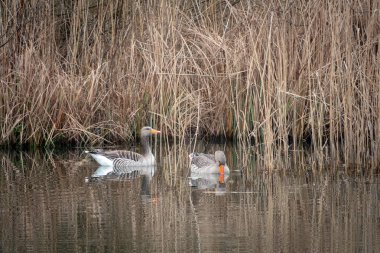 bir gölde yüzmeye 2 gri kaz