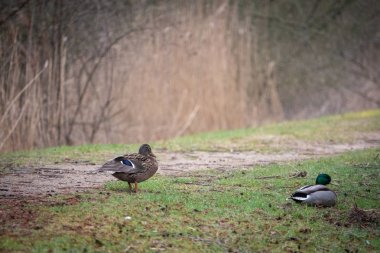 yeşilbaş ördekler banka
