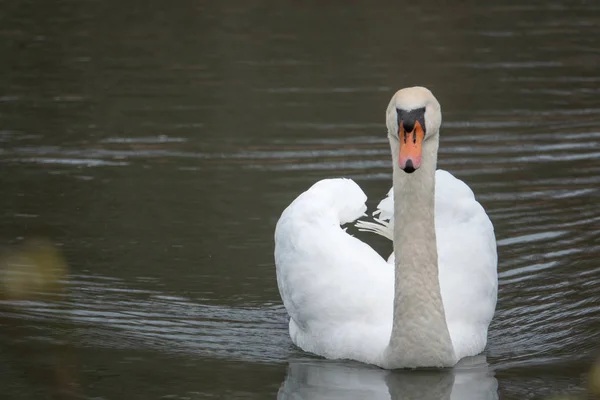 Ein weißer Schwan schwimmt auf einem See — Stockfoto