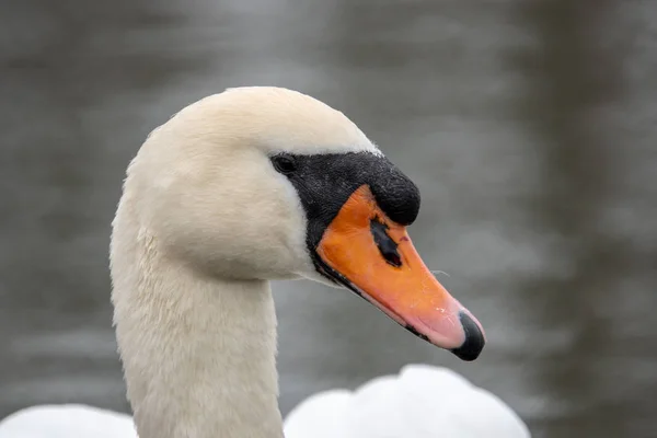 Um cisne branco nadando em um lago — Fotografia de Stock