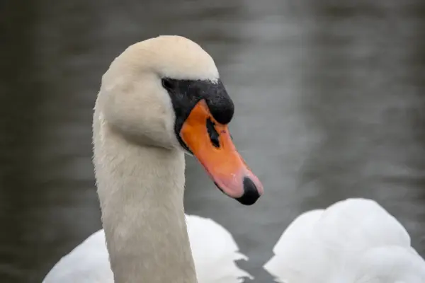 En vit svan som simmar på en sjö — Stockfoto