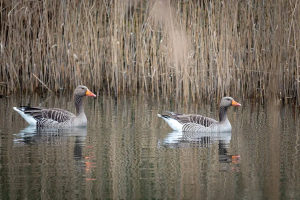 2 gansos grises nadando en un lago — Foto de Stock