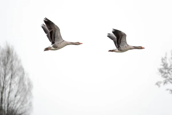 Gansos grises voladores en primavera — Foto de Stock