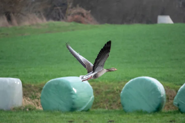 Fliegende Graugänse im Frühling — Stockfoto