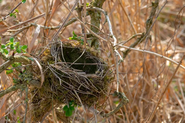 Un nid d'oiseau vide dans un arbuste — Photo