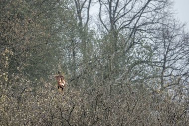 Kırmızı bir uçurtma yiyecek arayan bir ağaca oturur