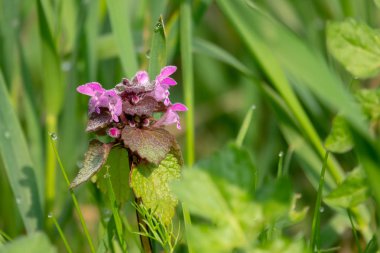 ölü bir ısırgan sabah çiy yeşil bir çayır üzerinde duruyor