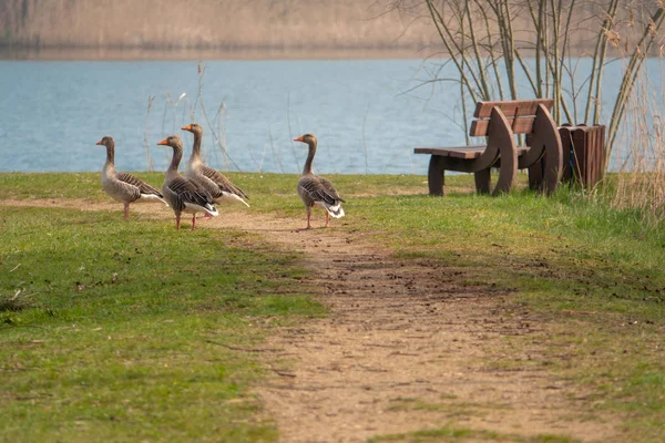 Um grupo de gansos greylag em pé em um caminho e tagarelando — Fotografia de Stock