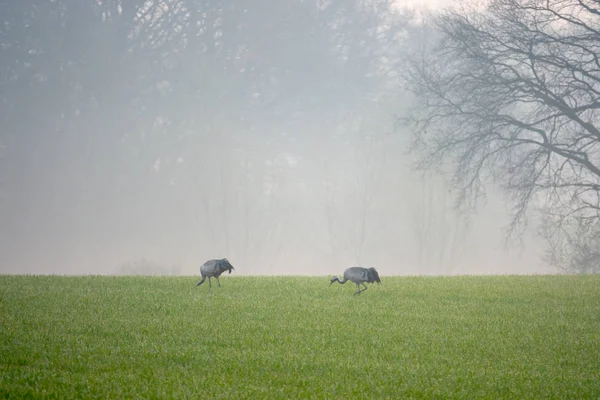 Guindastes à procura de comida em um campo no início da manhã — Fotografia de Stock