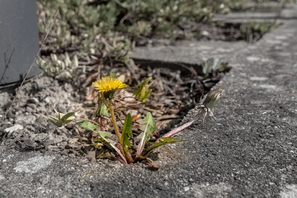 舗装スラブの間にはタンポポの植物が育つ — ストック写真