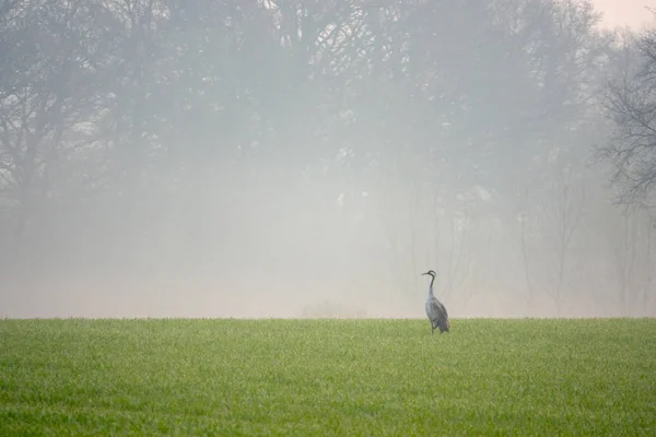 Grúas buscando comida en un campo temprano en la mañana — Foto de Stock