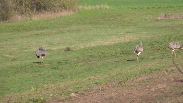 朝に牧草地に立っている Nandu の家族が食べ物を探している — ストック動画