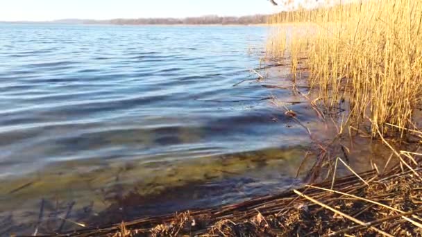 Salpicos Água Margem Lago — Vídeo de Stock