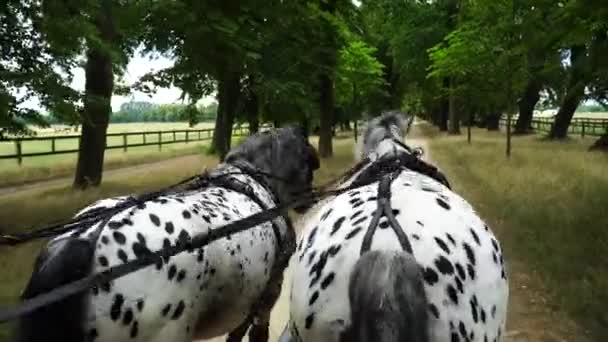 Eine Kutschfahrt Mit Zwei Appaloosa Pferden — Stockvideo