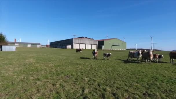 Eine Rinderherde Blickt Direkt Die Kamera Einer Drohne — Stockvideo