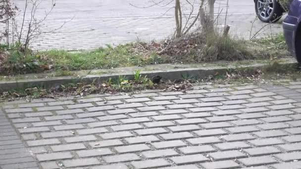 Een Blackbird Kan Worden Gefilmd Terwijl Zoek Naar Voedsel Het — Stockvideo