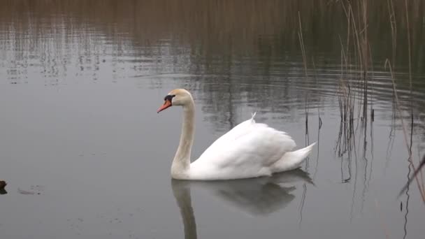 Белый Лебедь Плавает Озере — стоковое видео
