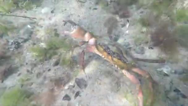Crabs Baltic Sea — Stock Video