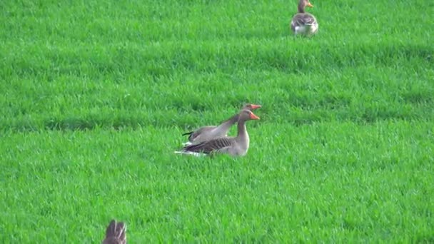 緑の草原でおしゃべりする灰色のガチョウ — ストック動画