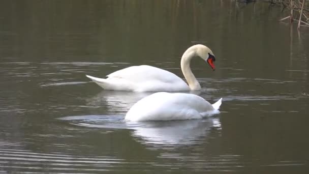 Two White Swans Dip Heads Water Look Food — Stock Video