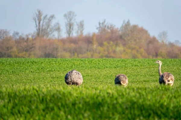 Een groep van Nandus loopt vroeg in de ochtend over het veld — Stockfoto