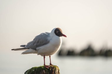Baltık Denizi sahilinde bir kutup üzerinde oturan bir martı
