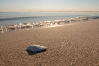 Baltık Denizi sahilinde bir kutup üzerinde oturan bir martı