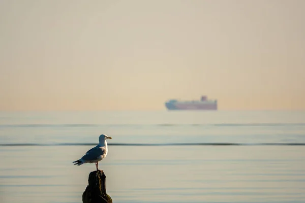 Eine Möwe sitzt auf einer Stange am Strand der Ostsee — Stockfoto