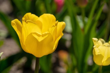 sarı bir lale bir lale alanı önünde duruyor