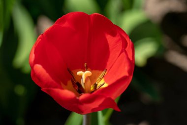 kırmızı bir lale bir lale tarlasının önünde duruyor