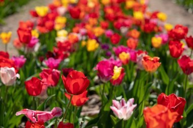 birçok renkli lale bir lale alanında durmak