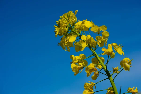 Mavi bir gökyüzü önce sarı bir tecavüz tohumu çiçeği — Stok fotoğraf