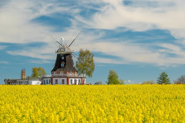 Een oude windmolen staat op een koolzaad veld — Stockfoto