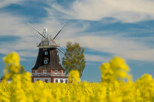 Een oude windmolen staat op een koolzaad veld — Stockfoto