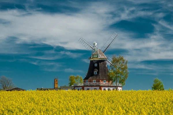 Een oude windmolen staat op een koolzaad veld — Stockfoto