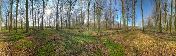 Ein 360-Grad-Panorama im Frühling im Wald — Stockfoto