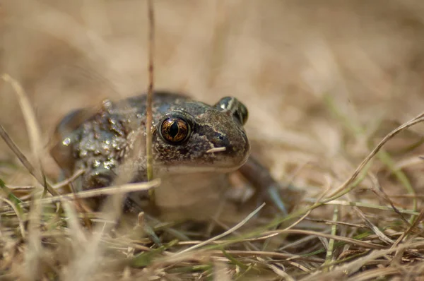 Un petit crapaud de l'ail est assis dans l'herbe et regarde dans la caméra — Photo